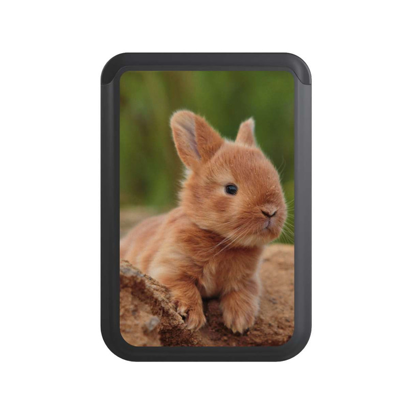  Cardholder Bébé Lapin